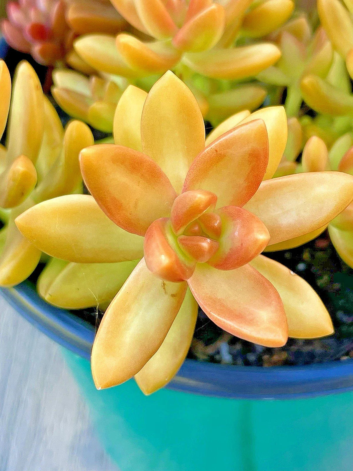 Rare Sedum Adolphi Orange Delight Succulent Cutting - 2-Inch Unrooted Live Plant