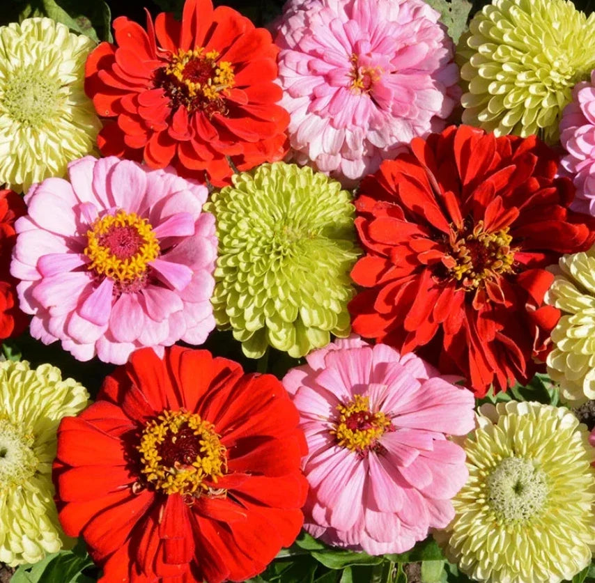 Zinnia Seeds Pink Lemonade Mix Non-GMO for Butterflies & Hummingbirds - 100 Seeds, Zinnia elegans, Full Sun, Easy to Grow