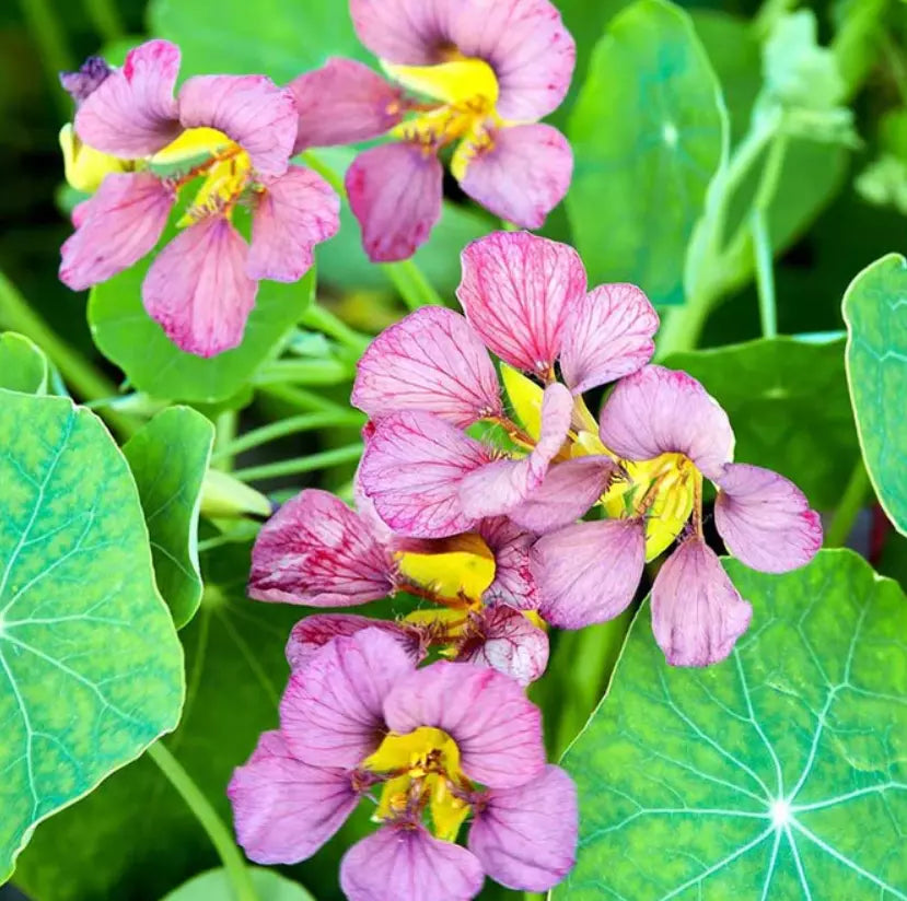 Nasturtium Seeds - Purple Emperor Edible Flowers - Heirloom, Non-GMO, 15 Seeds - Culinary & Garden Use Tropaeolum majus