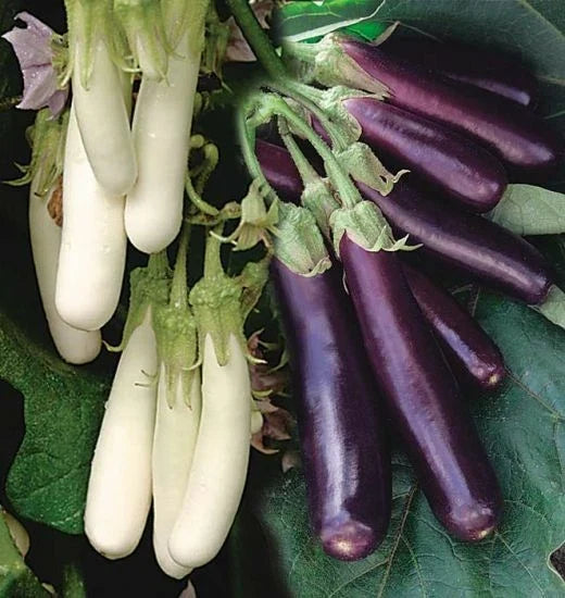 Eggplant Seeds - Asian Chinese Long Purple & White - Solanum melongena - Tender, Long, Slender, Non-GMO