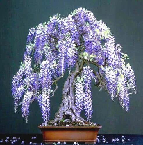 Purple Wisteria Bonsai Tree Seeds - 10 Pack, Wisteria sinensis, Flowering, Cascading, Garden Seeds