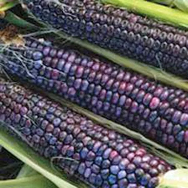 Hopi Ornamental Corn Seeds - 18 Pack Indian Corn Zea mays USA Grown