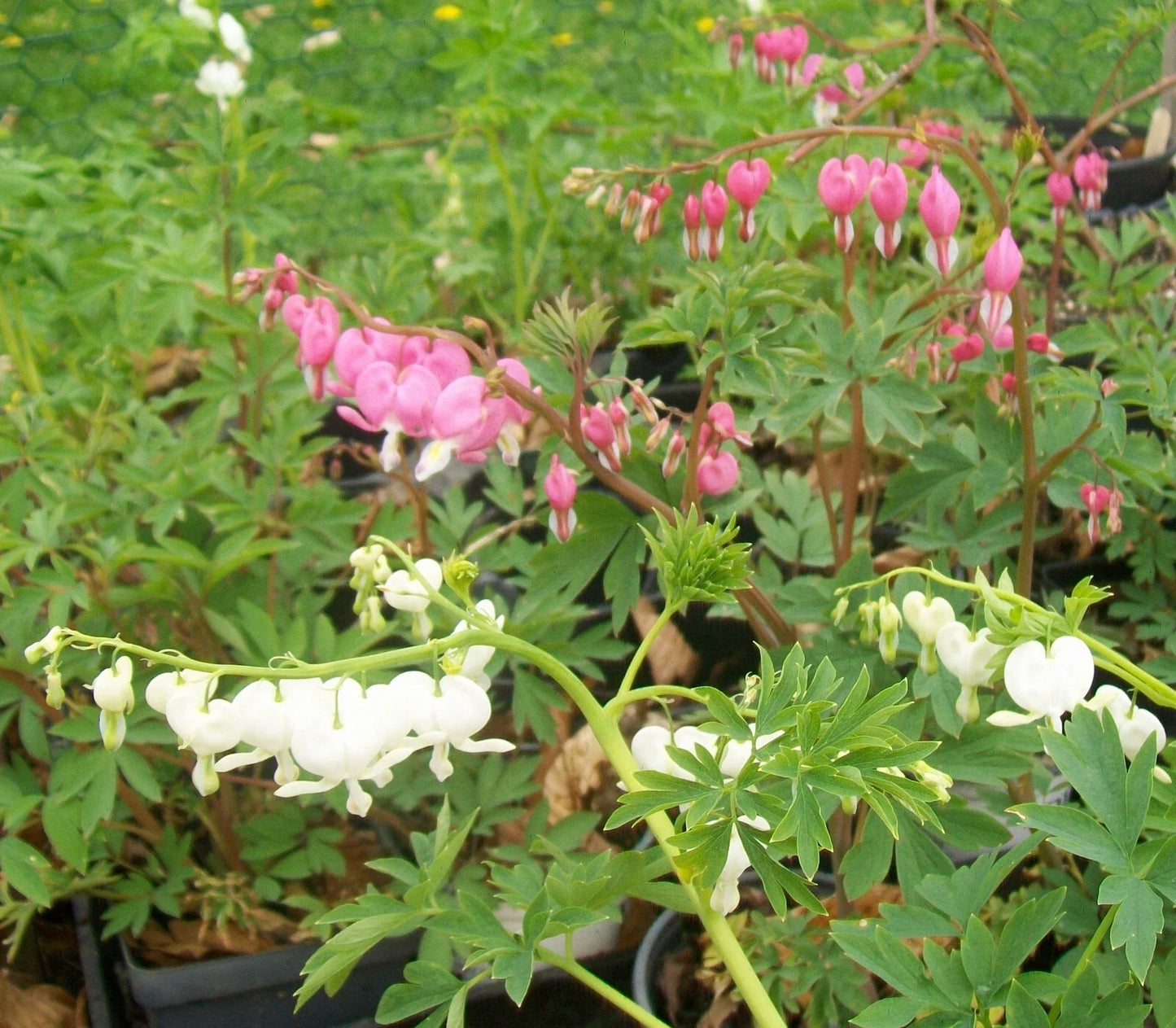 Bleeding Hearts Bareroot Plants - Pink or White - Lamprocapnos spectabilis - Shaded Garden Perennials