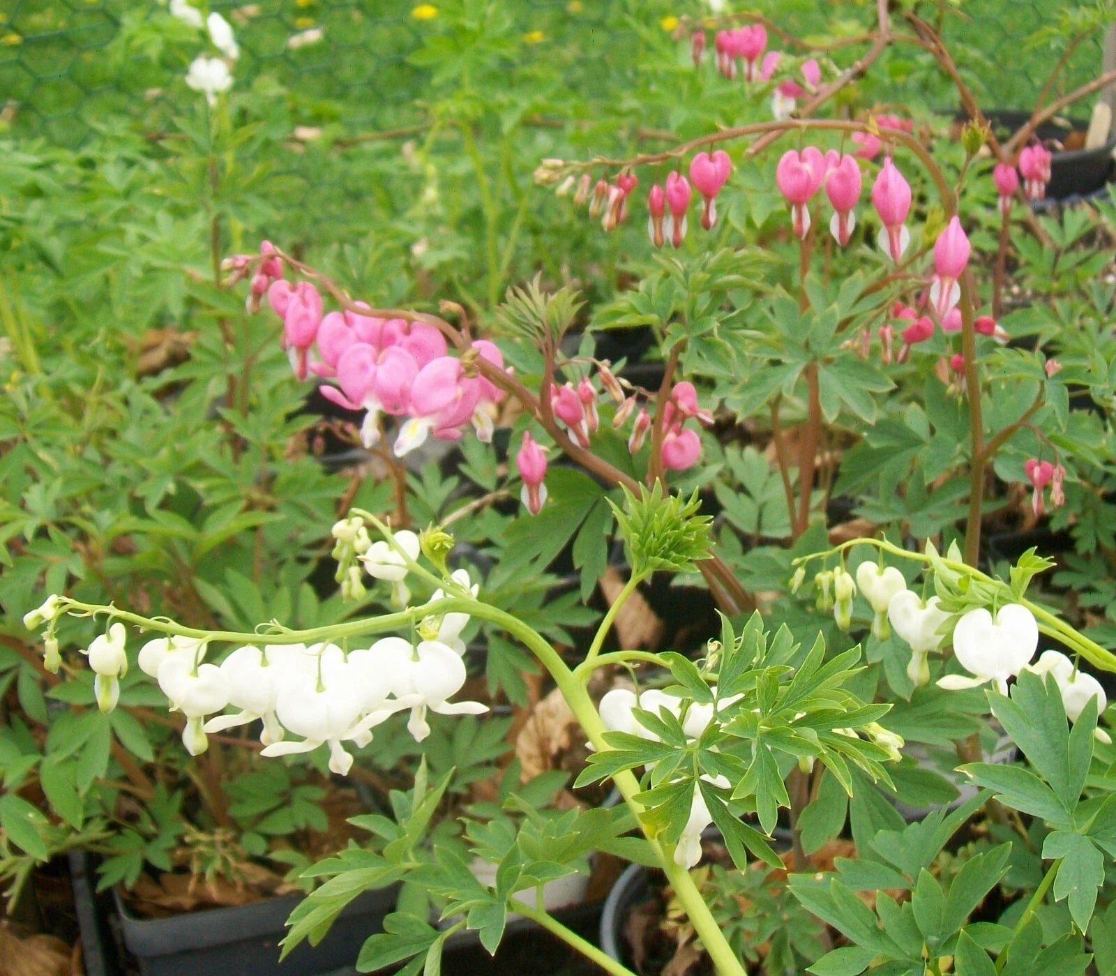 Bleeding Hearts Bareroot Plants - Pink or White - Lamprocapnos spectabilis - Shaded Garden Perennials