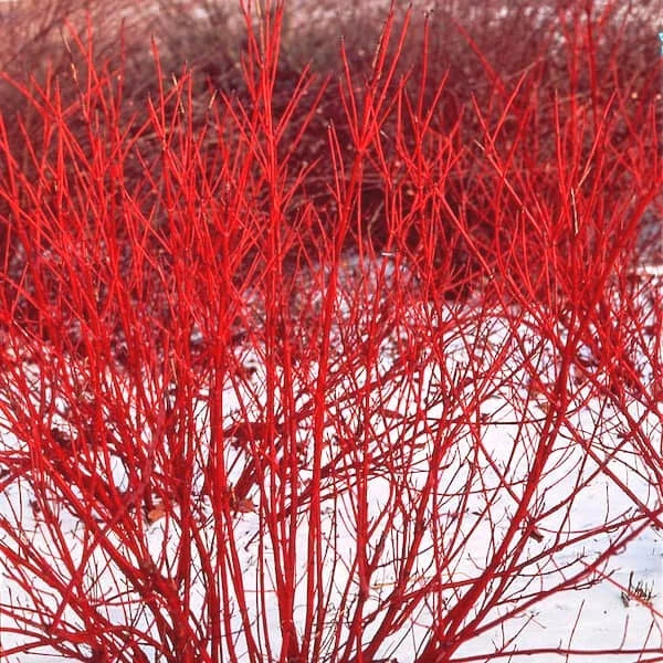 Red Twig Dogwood Live Plant Bareroot 8-16 Inches Cornus sericea Shrub for Landscaping