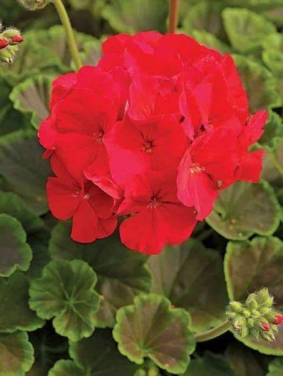 Bullseye Red Geranium Seeds – Pelargonium hortorum – Bright Red Flowers for Gardens & Containers – Pack of 12 Seeds