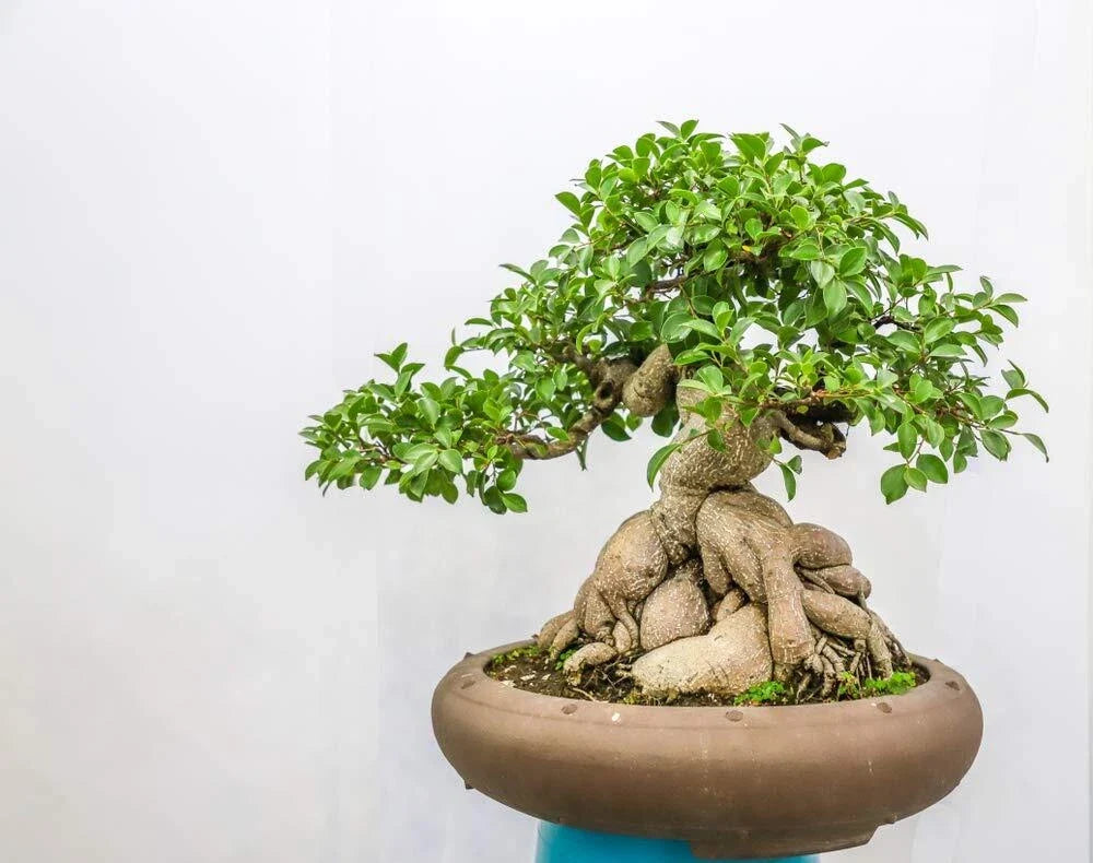 Ficus Bonsai Tree Seeds - 25 Pack Indoor Plant Ficus retusa Bonsai Seeds for Home & Office Cultivation