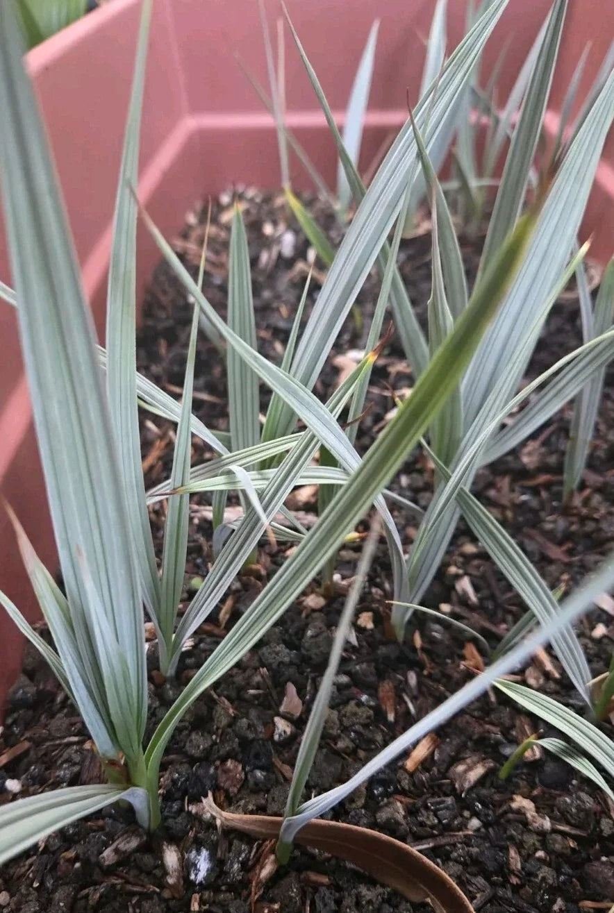 Nannorrhops Ritchiana Live Plant | Silver Mazari Palm | 1 Year Old | Indoor & Outdoor Drought-Tolerant Palm