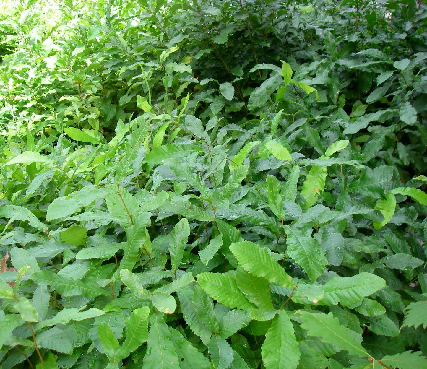Bare Root Sawtooth Oak Saplings Pack of 5 - Quercus acutissima - Fast-Growing Deciduous Tree for Landscaping