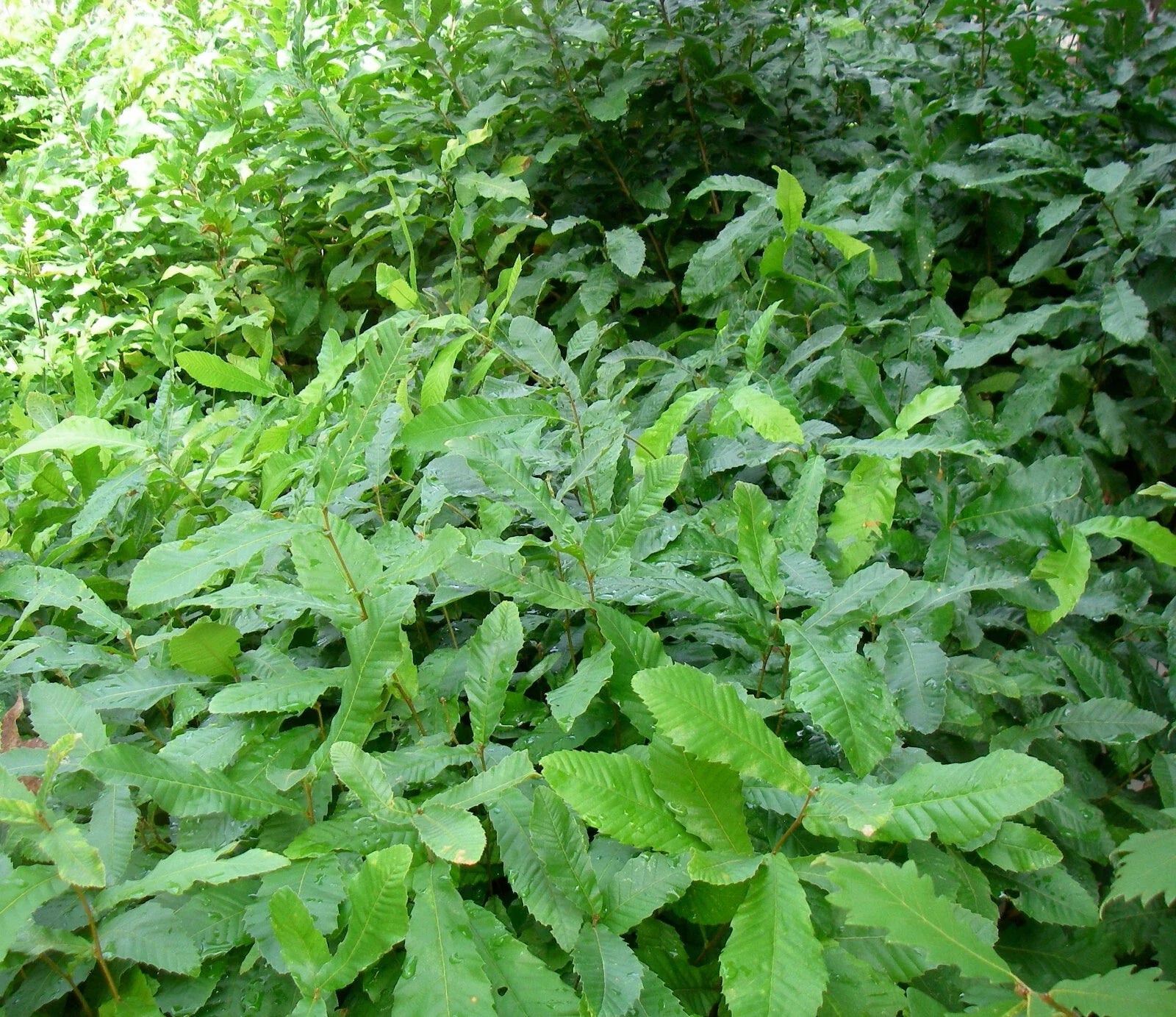 Bare Root Sawtooth Oak Saplings Pack of 5 - Quercus acutissima - Fast-Growing Deciduous Tree for Landscaping