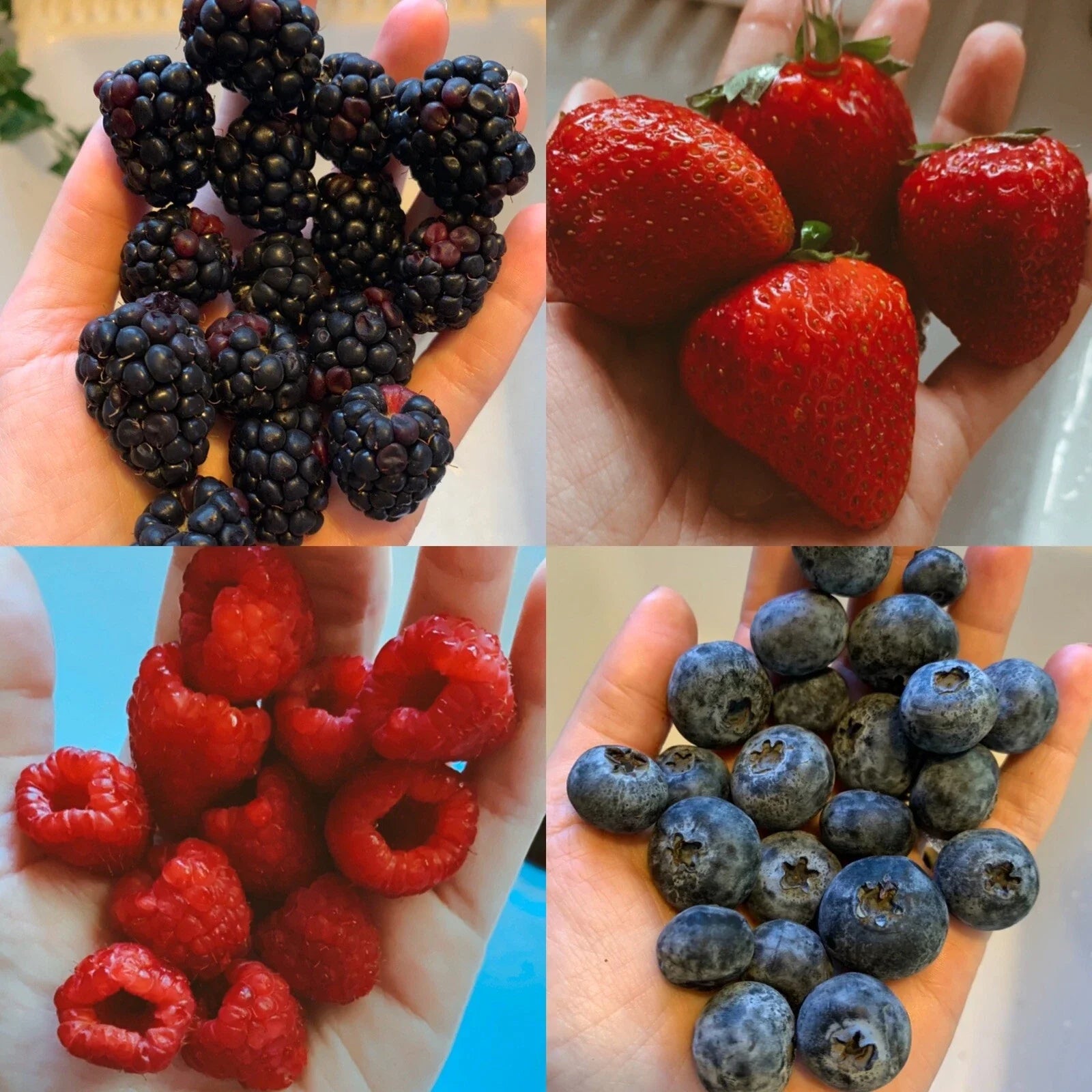 Mixed Berry Seeds Pack – Organic Non-GMO Fruit Seeds for Garden, Container & Raised Bed, Includes Strawberries, Blueberries, Raspberries, Blackberries