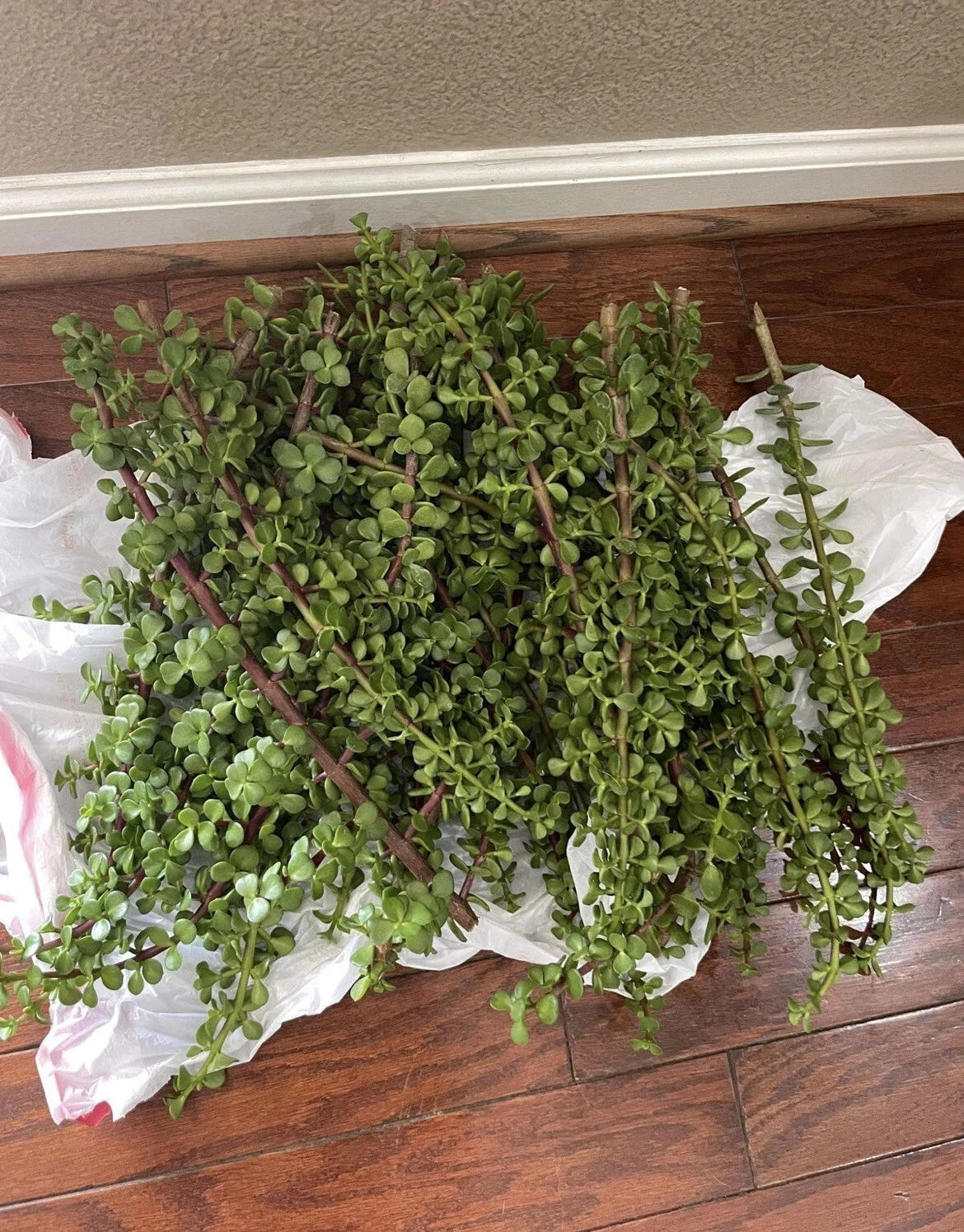 100 Portulacaria Afra Elephant Bush Succulent Cuttings – Dwarf Jade Propagation, Indoor & Outdoor Garden Plants
