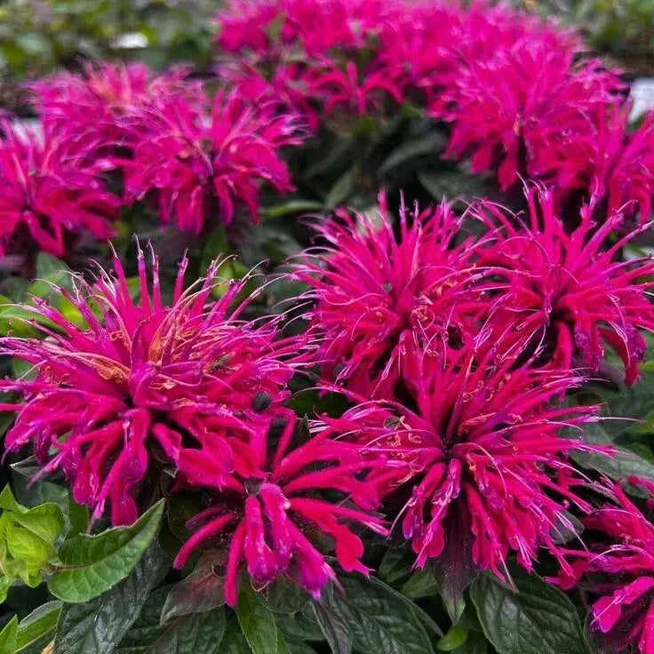Bee Balm Plant 4" Pot Raspberry-Red Monarda didyma 'Bee-True' Pollinator-Friendly, Mildew Resistant Perennial
