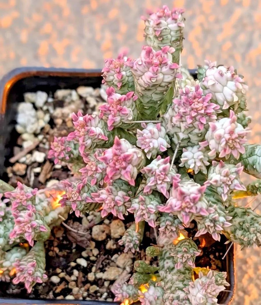 Rare Pink Euphorbia Mammillaris Variegata - 2" Rooted Indian Corn Cob Succulent