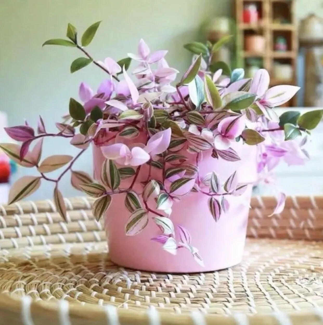 Tradescantia Nanouk Live Cuttings – Pink Wandering Jew Plant – Multicolored Foliage – Indoor Houseplant Propagation