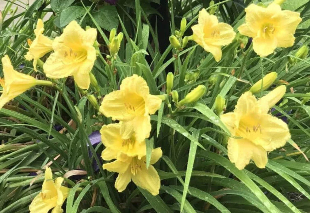 Lemon Yellow Stella Daylily Plant Bare Root - Happy Returns - Pack of 2 Divisions - Hemerocallis 'Happy Returns'