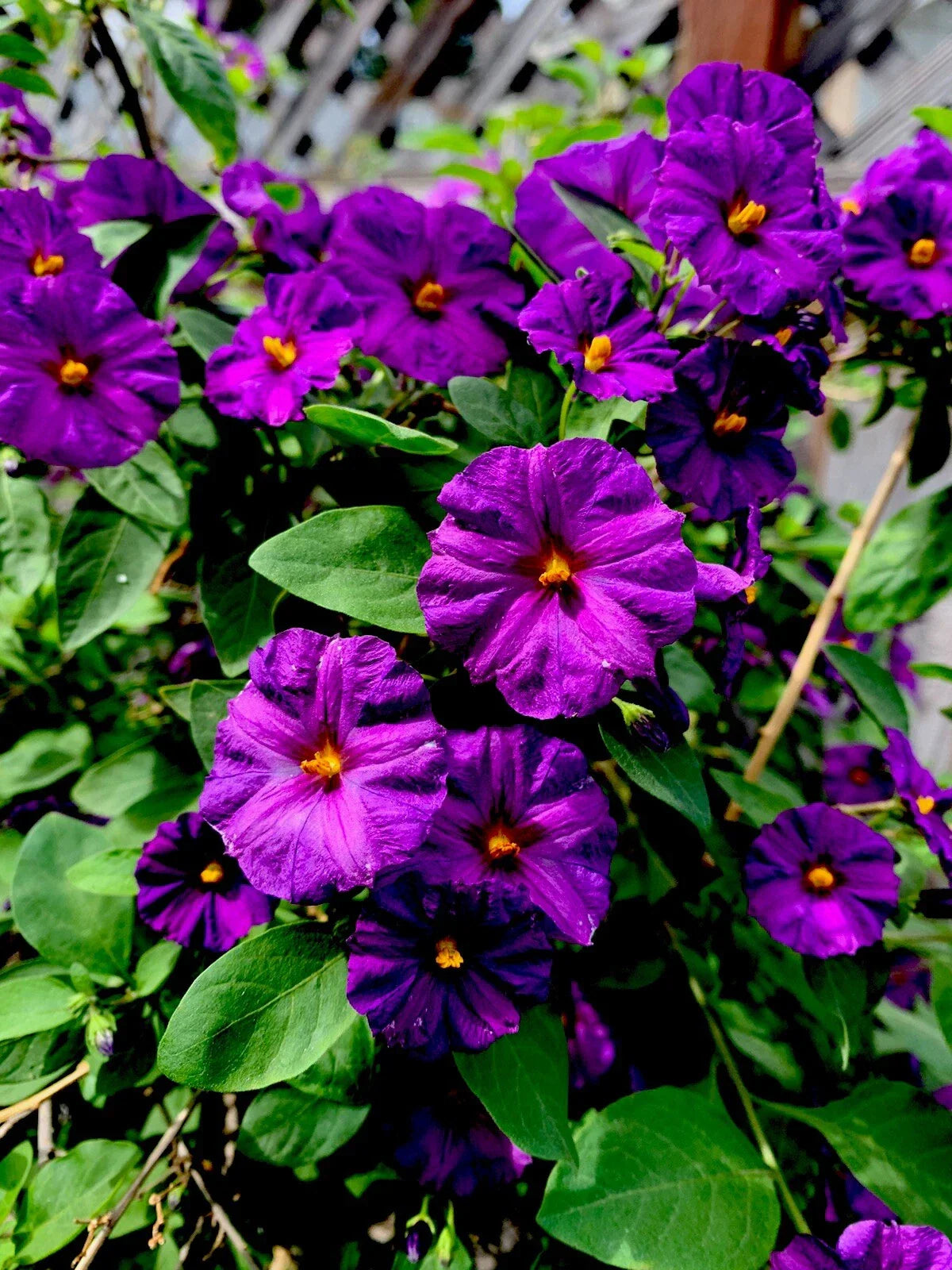 Lycianthes rantonnetii Kangaroo Apple Live Perennial Plant, 6-8 Inch, Indoor/Outdoor