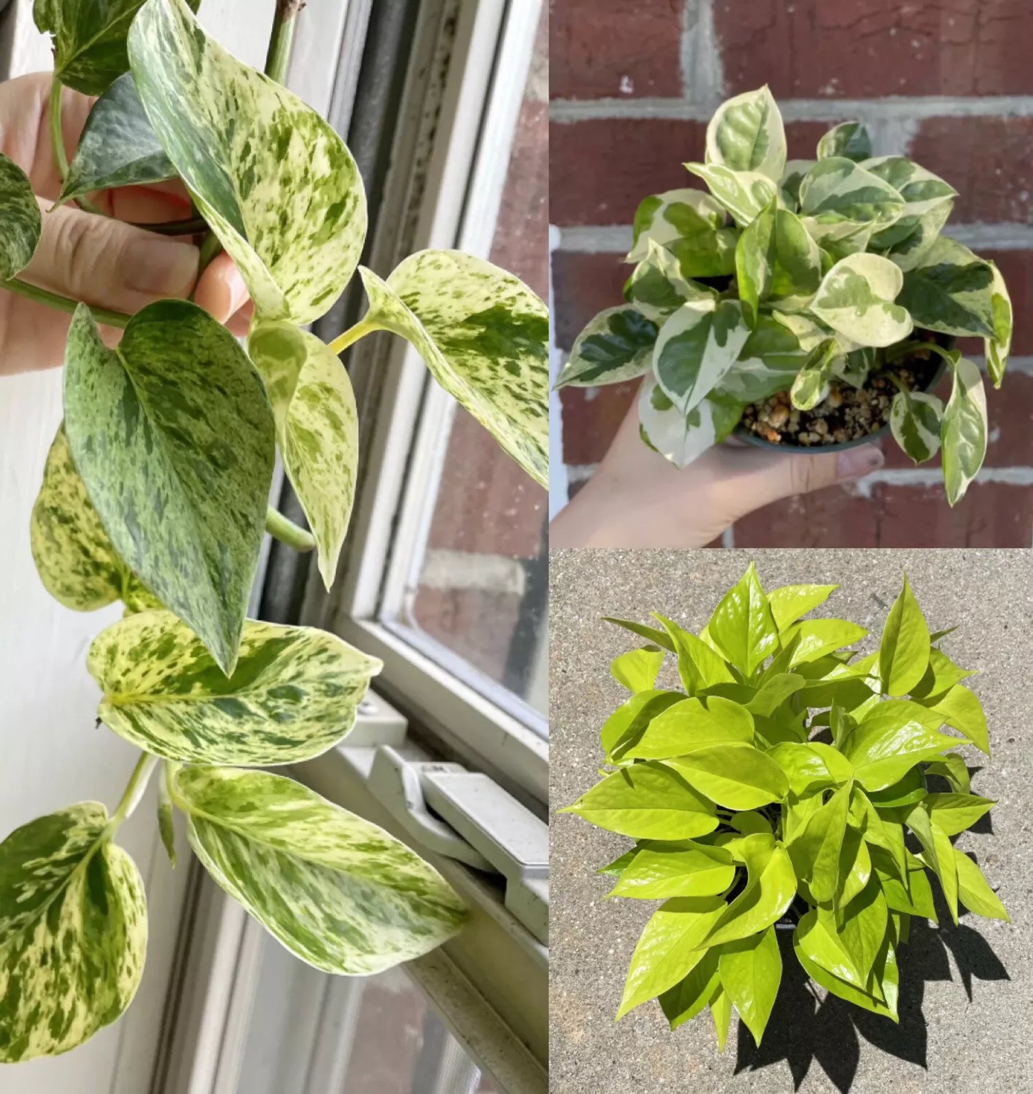 Pothos Ivy Cuttings Combo 6 - Marble Queen, Lemon Neon, N'Joy Epipremnum aureum Indoor Plant for Propagation
