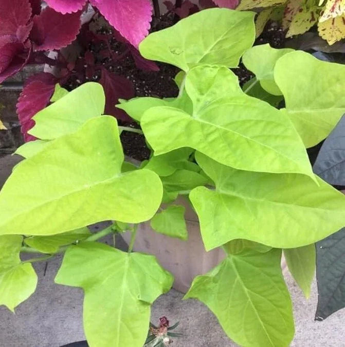 Sweet Potato Vine Live Plant – Green Ornamental Vine Ipomoea batatas in 1 Pot