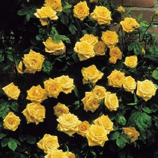 Climbing Yellow Rose Seeds - Perennial Flower Seeds for Garden Trellises - Rosa 'Climbing Yellow'