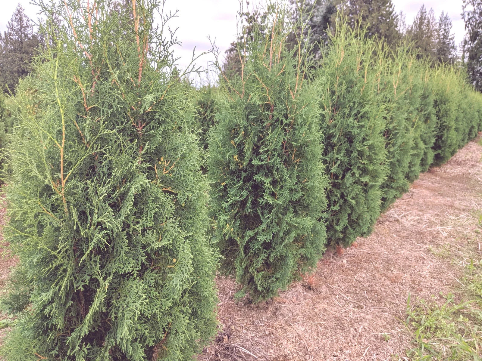 Thuja Occidentalis 'Brandon' Live Bare Root Tree – Evergreen Starter Plant, Pyramidal Shape, Hardy Zone 3-7