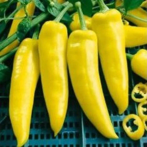 Hungarian Yellow Wax Hot Pepper Seeds - Early Prolific Capsicum annuum