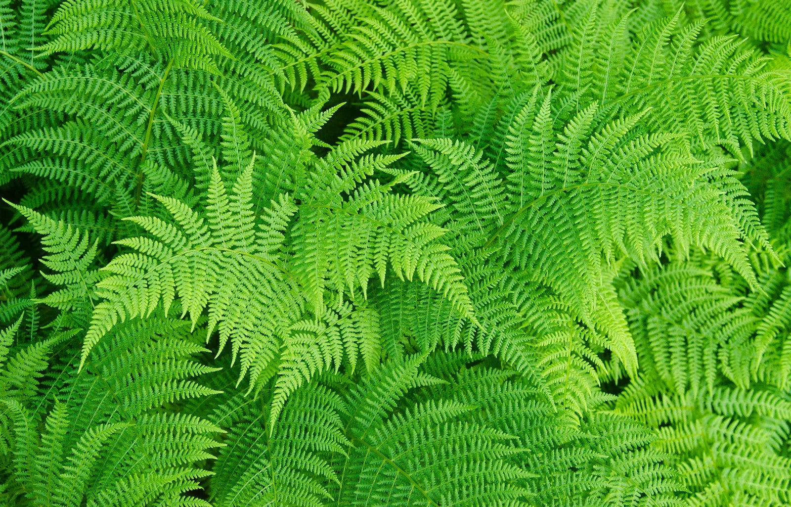 Lady Fern Spores Seeds - Filix Femina, Cold Hardy, Shady Garden Fern for Landscaping