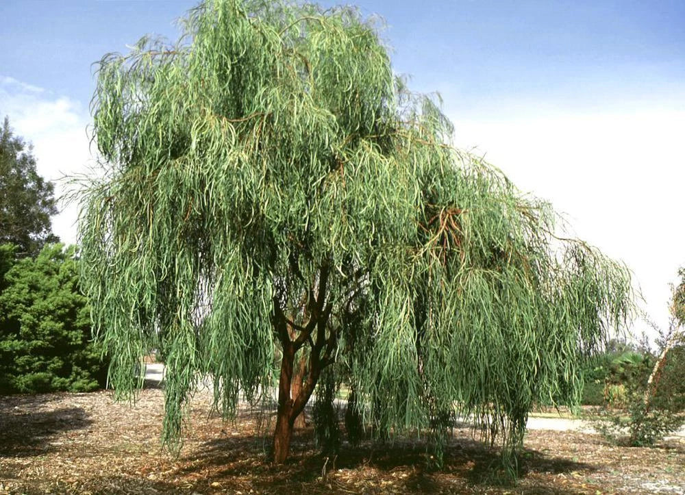 Shoestring Acacia Willow Tree Seeds - 30 Seeds - Drought Tolerant, Fast-Growing Acacia salicina Tree Seeds