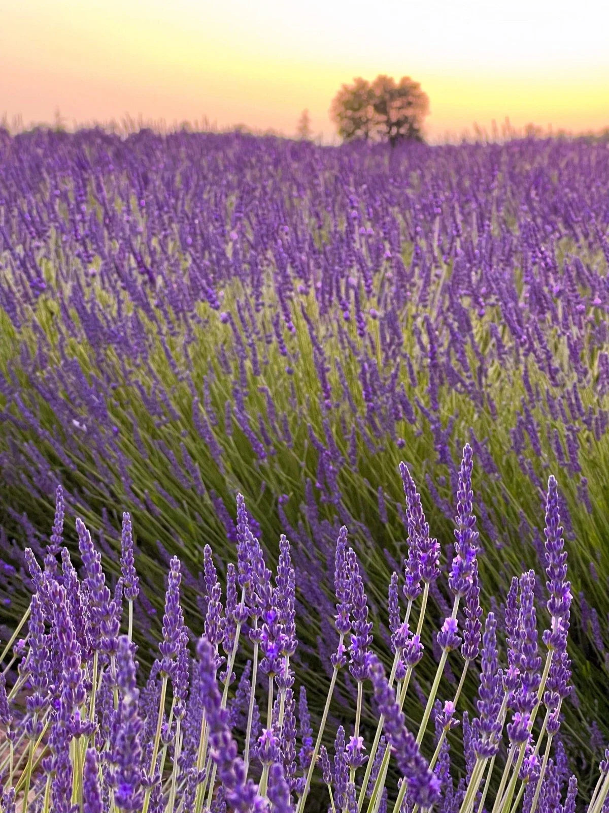 Set of 2 Provence Lavender Plants – Live Rooted Herbs, Fragrant Purple Blooms, Lavandula angustifolia, Compact Growth