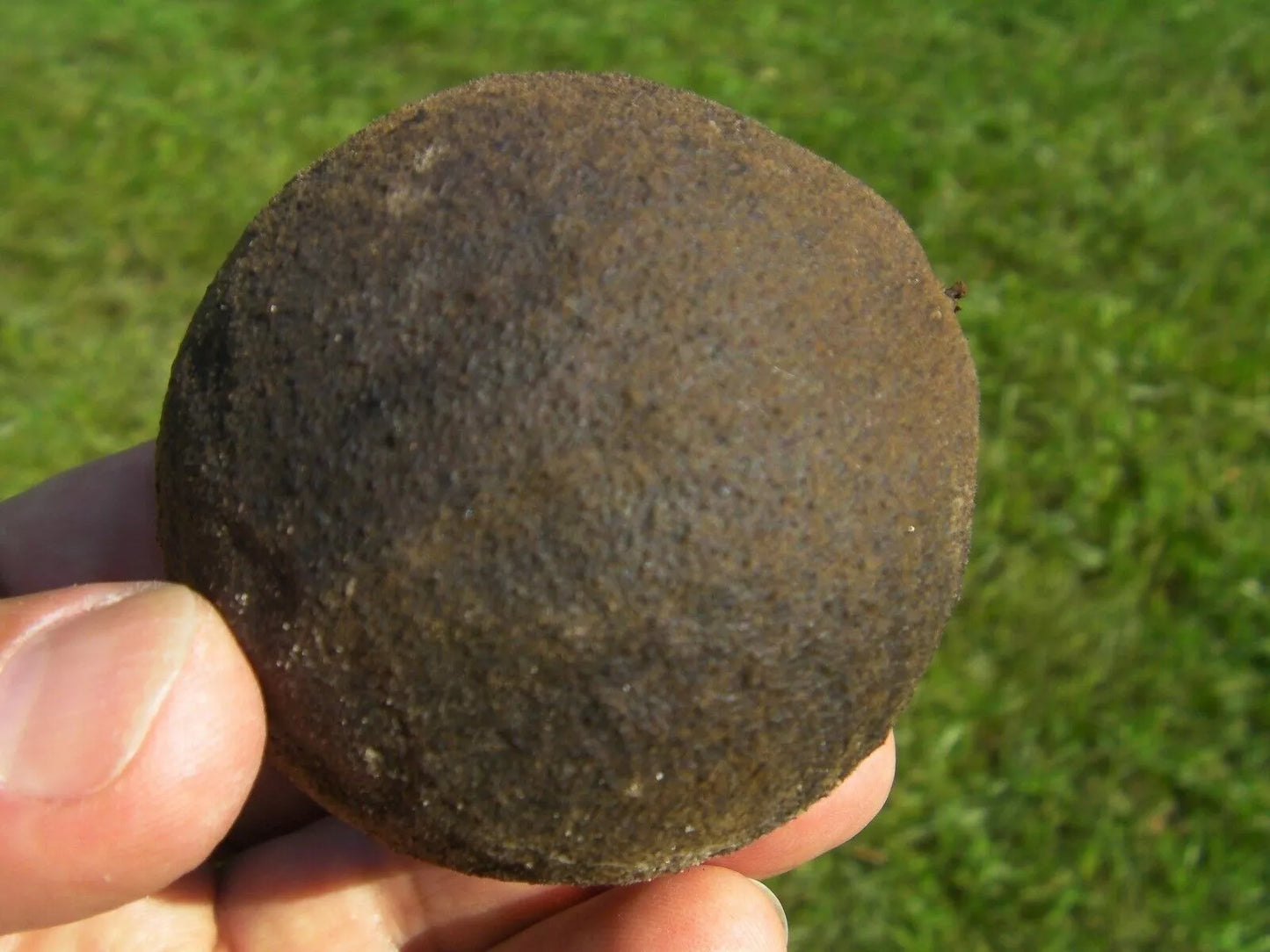 30 Organic Black Walnut Seeds (Juglans Nigra) - Anti-Parasitic, Garden Tree Seeds