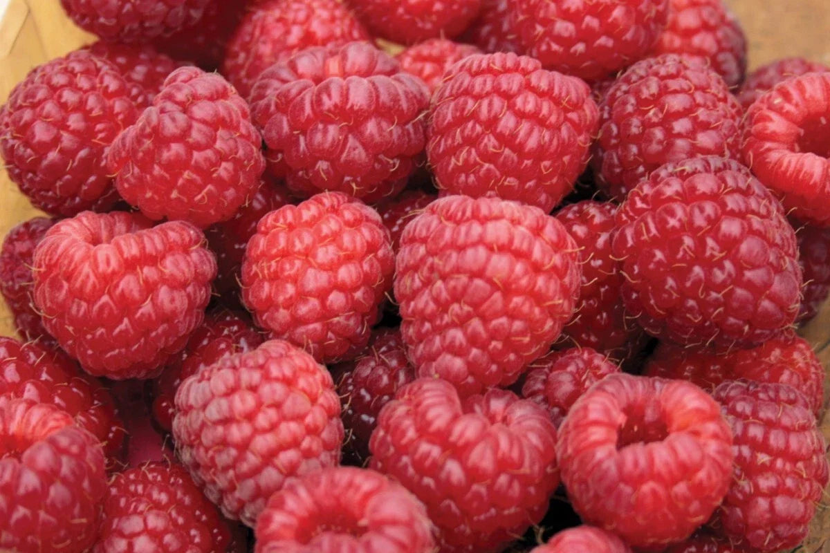 Nova Red Raspberry Plant - Live Rooted Starter - Rubus idaeus - Zones 3-8 - Medium to Large Berries