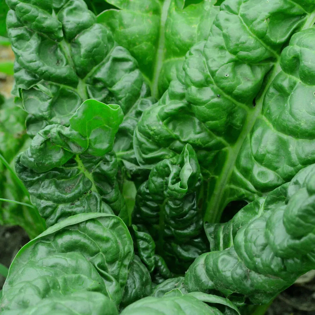 Perpetual Spinach Swiss Chard Seeds - NON-GMO Heirloom Beta vulgaris