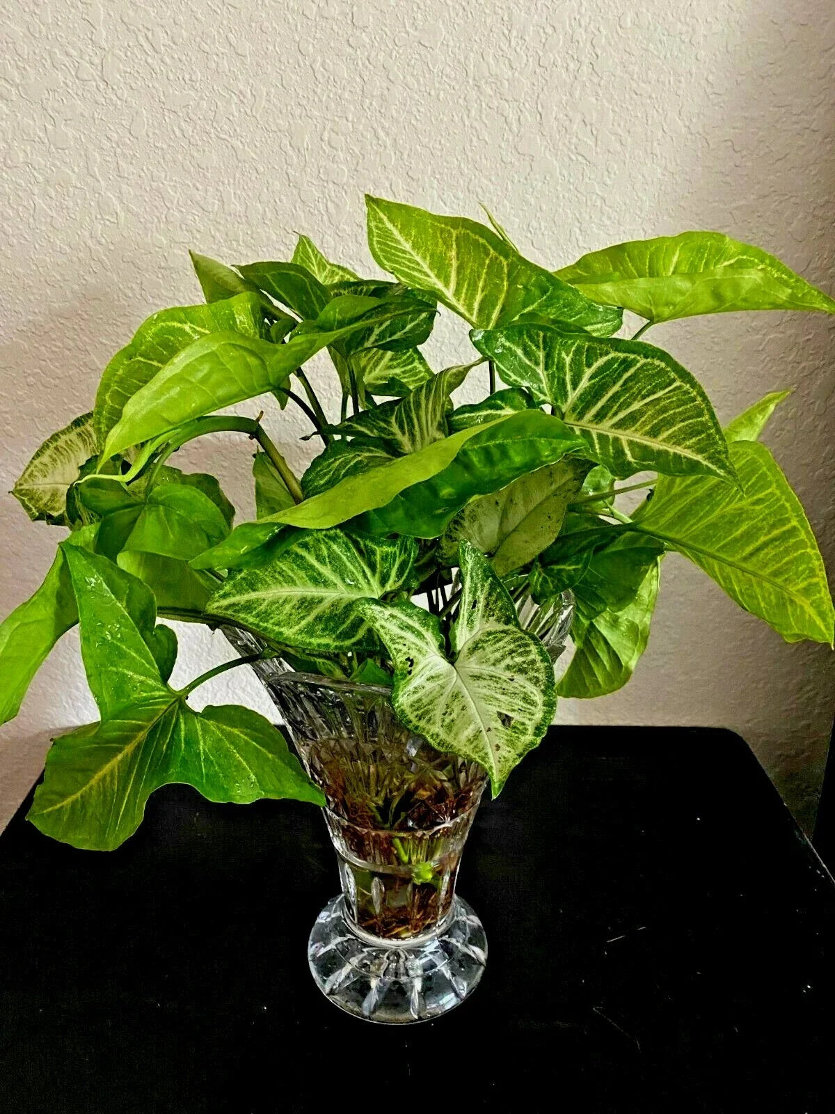 Syngonium Podophyllum 'White Butterfly' Starter Plants – 4 Rooted Arrowhead Indoor Houseplants for Decor