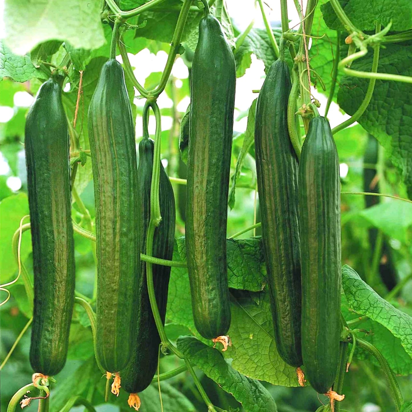 English Telegraph Burpless Cucumber Seeds | Heirloom Crisp Cucumbers for Salad & Pickling | Cucumis sativus Seed Packet