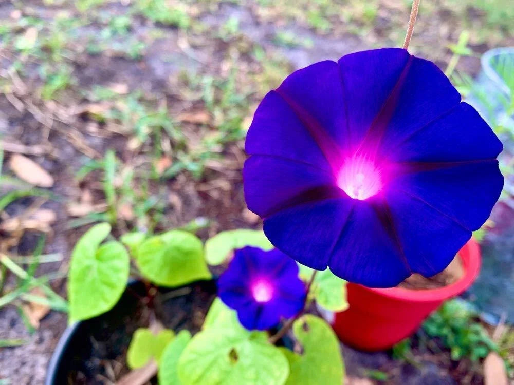 Purple Morning Glory Climbing Vine Seeds | Ipomoea purpurea | Fast-Growing Flowering Plant | 100+ Seeds