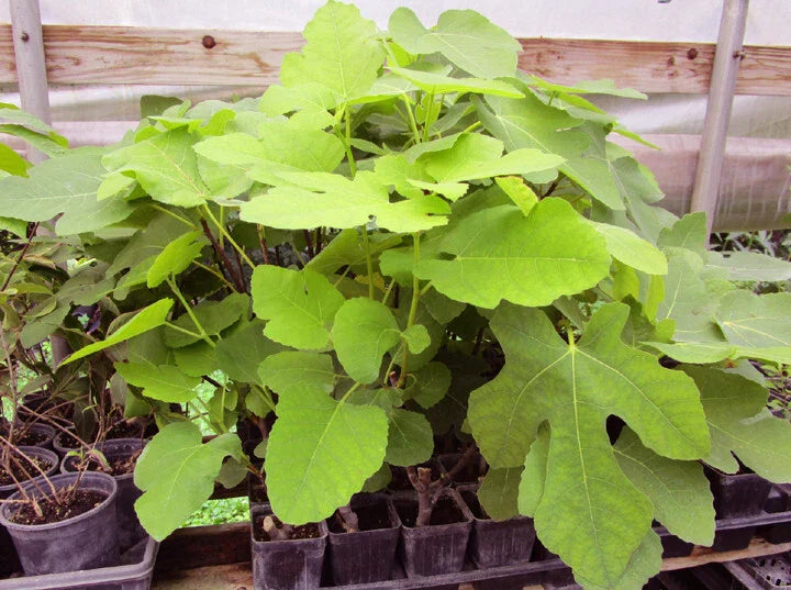 Brown Turkey Fig Live Rooted Plants - Ficus carica - Healthy Cuttings for Home Gardening