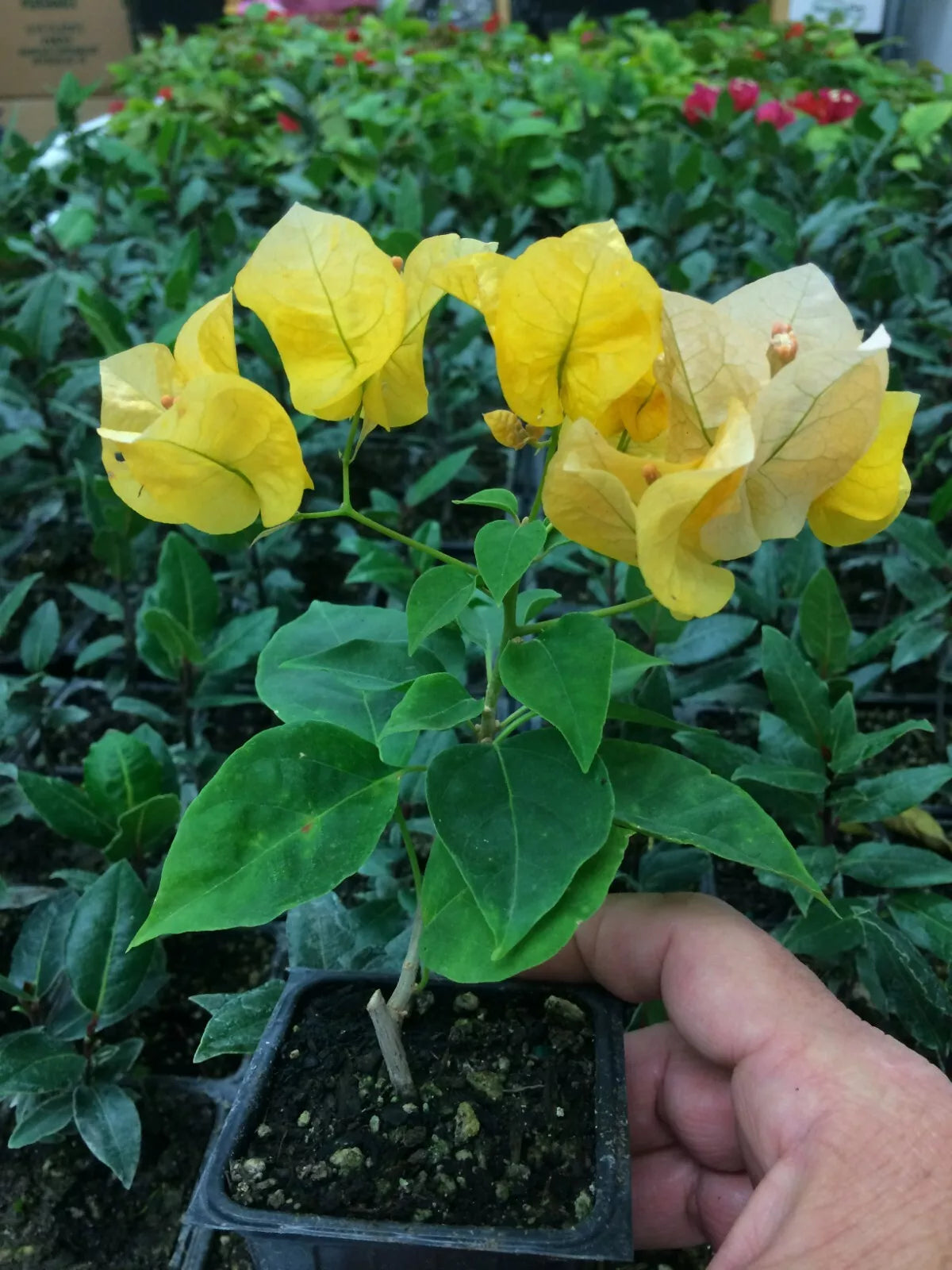 Bougainvillea 'California Gold' Rooted Cutting in Shipping Pot - Tropical Flowering Plant
