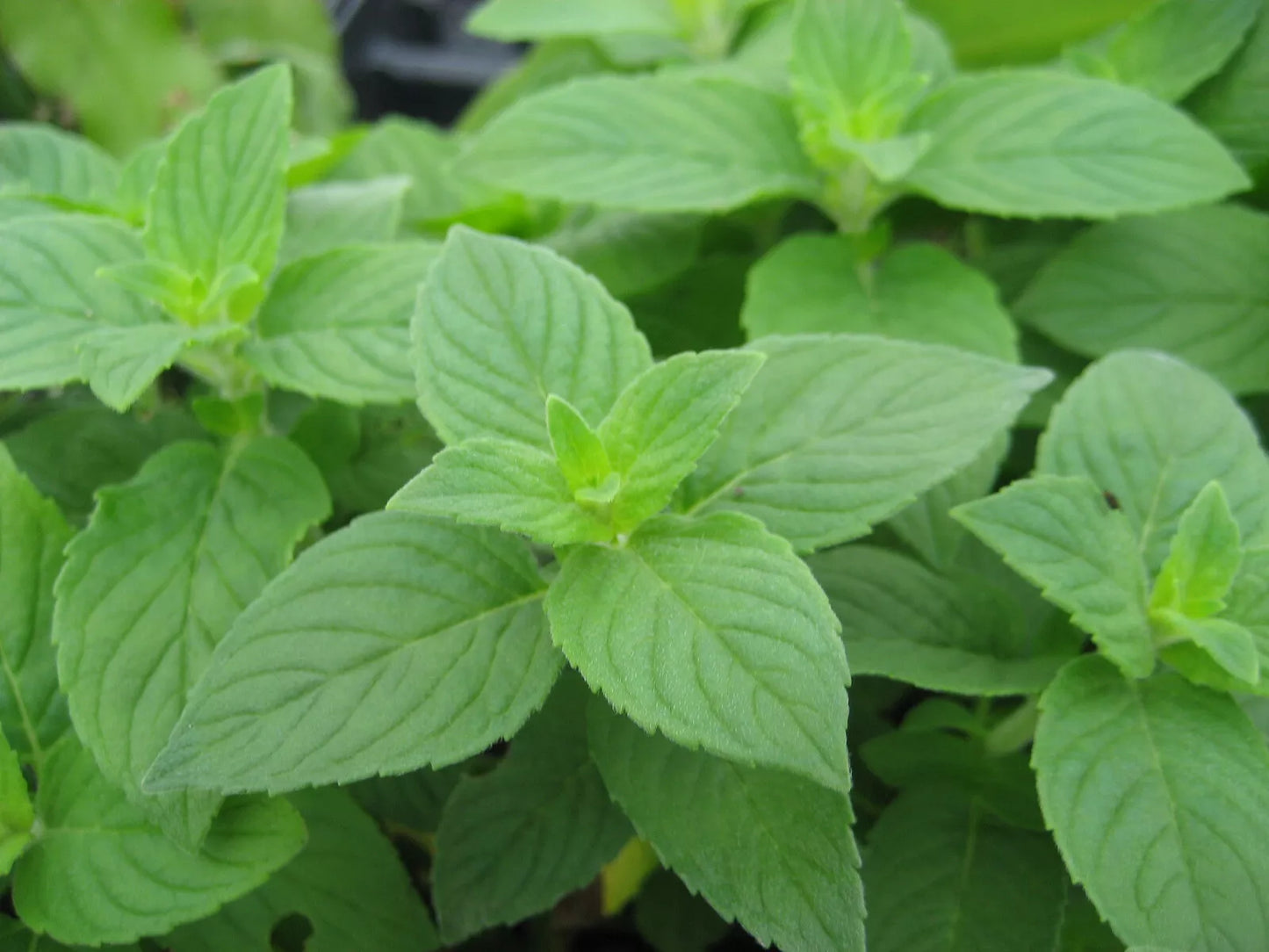 Lemon Mint Seeds 500+ Heirloom Monarda Citriodora Herb Annual USA