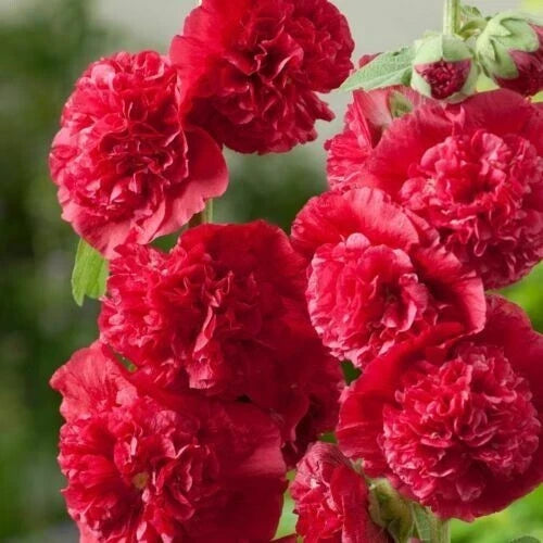 Double Scarlet Hollyhock Seeds - Perennial Flower Seeds for Borders & Gardens - Alcea rosea 'Double Scarlet'