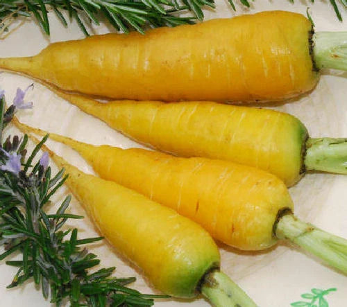 Solar Yellow Carrot Seeds - Non-GMO Daucus carota Vegetable Seeds for Home Gardening