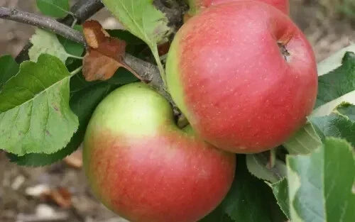 Newton Wonder Apple Seeds - 25+ Count, Heirloom Variety, Malus domestica, for Garden Planting, Juicy Apples, USA, Free Shipping