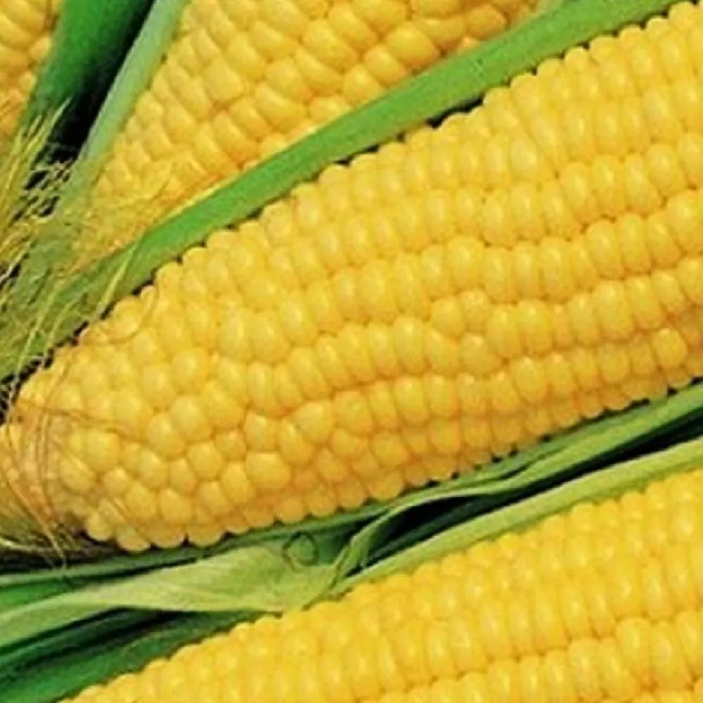 Truckers Favorite Corn Seeds | NON-GMO Heirloom Zea mays | Fresh Garden Seeds
