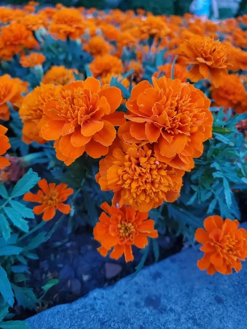 Dwarf Marigold Seeds - 100 Organic Gypsy Sunrise Tagetes patula for Garden, Container, Pollinator-Friendly, USA Grown