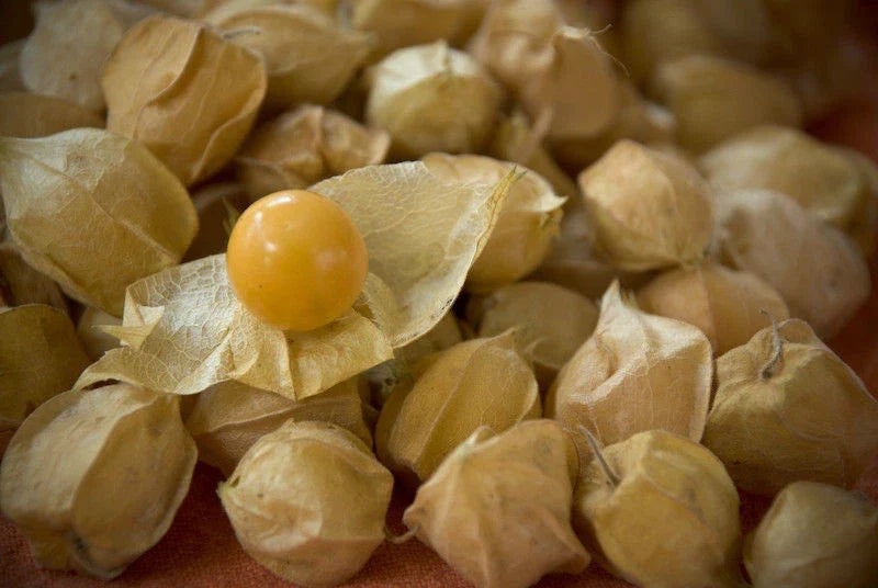 Ground Cherry Seeds, Physalis pruinosa, Sweet Fruit, Home Gardening, Annual, 210 Seeds