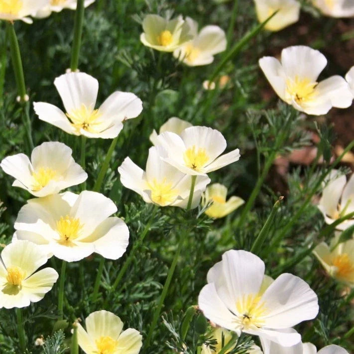 White Linen Poppy Seeds Pack of 100 | Ivory and Orange Blooms | Papaver somniferum Garden Seeds