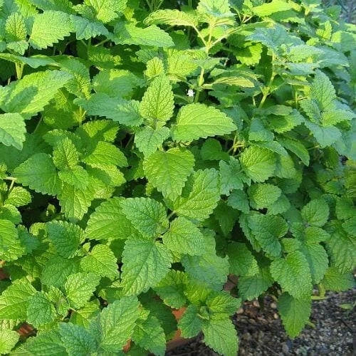 Lemon Balm Live Plant - Melissa officinalis Well-Rooted Plugs for Tea & Garden
