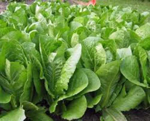 Romaine Lettuce Seeds - Paris Island Heirloom, Non-GMO, 500 Pack, Lettuce Seeds for Home Garden, Salad Greens, Lactuca sativa