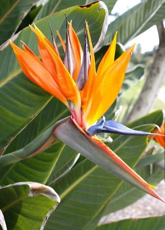 Orange Bird of Paradise Plant - 10-12 Inches Tall Strelitzia Reginae Rooted Tropical Houseplant