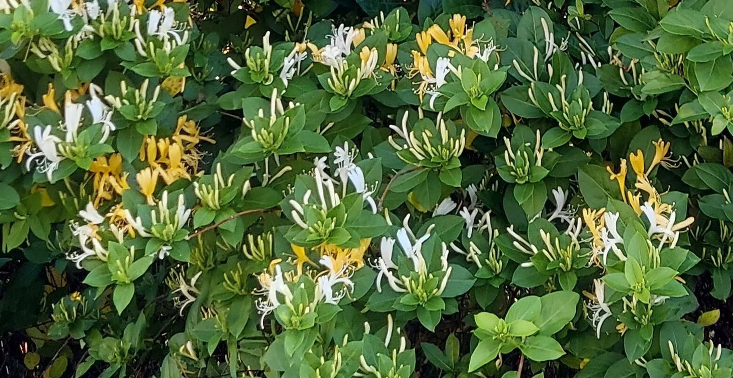 Honeysuckle Plant Cuttings - 6 Unrooted Lonicera spp. for Gardening & Landscaping, Fragrant Vines & Shrubs