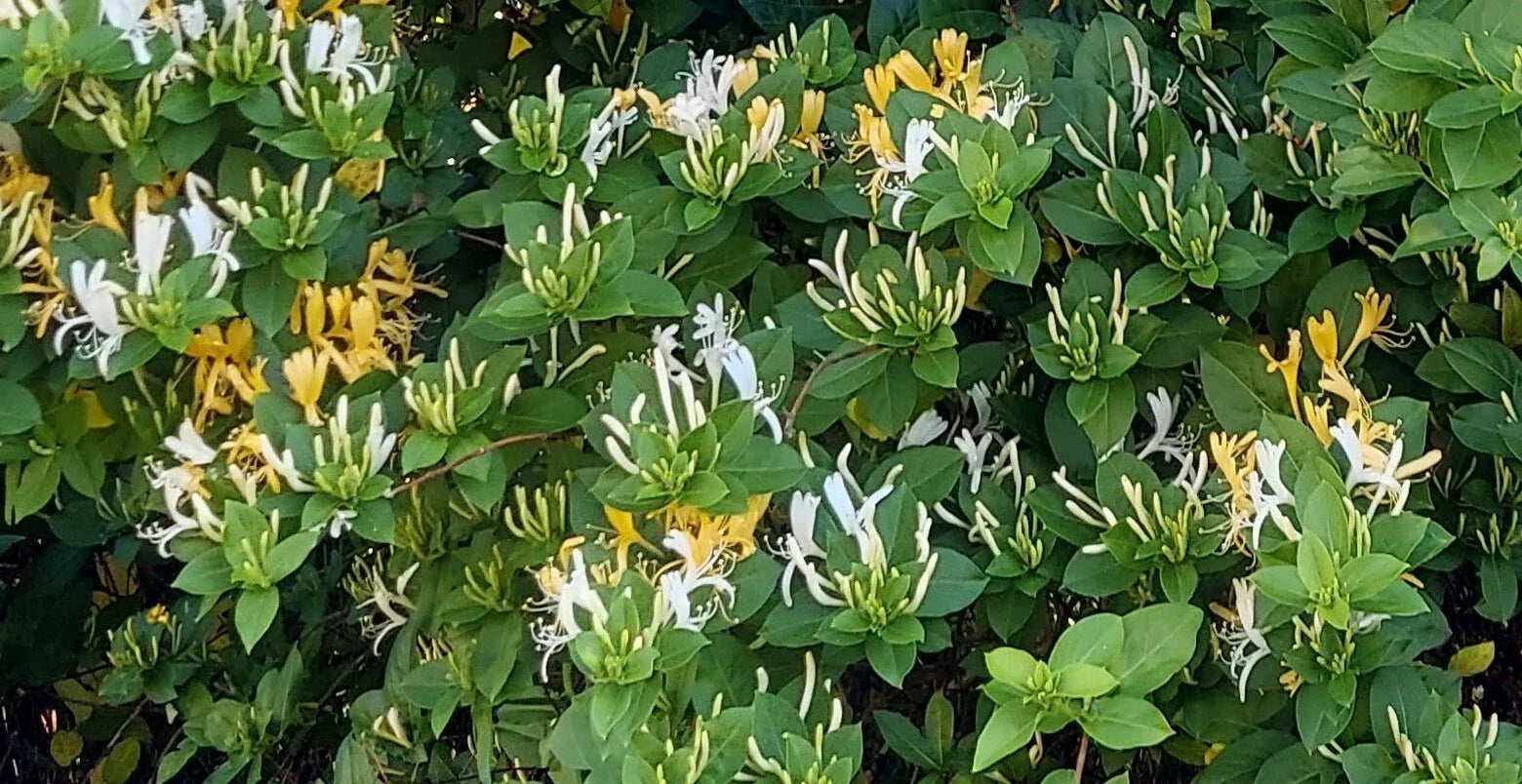 Honeysuckle Plant Cuttings - 6 Unrooted Lonicera spp. for Gardening & Landscaping, Fragrant Vines & Shrubs